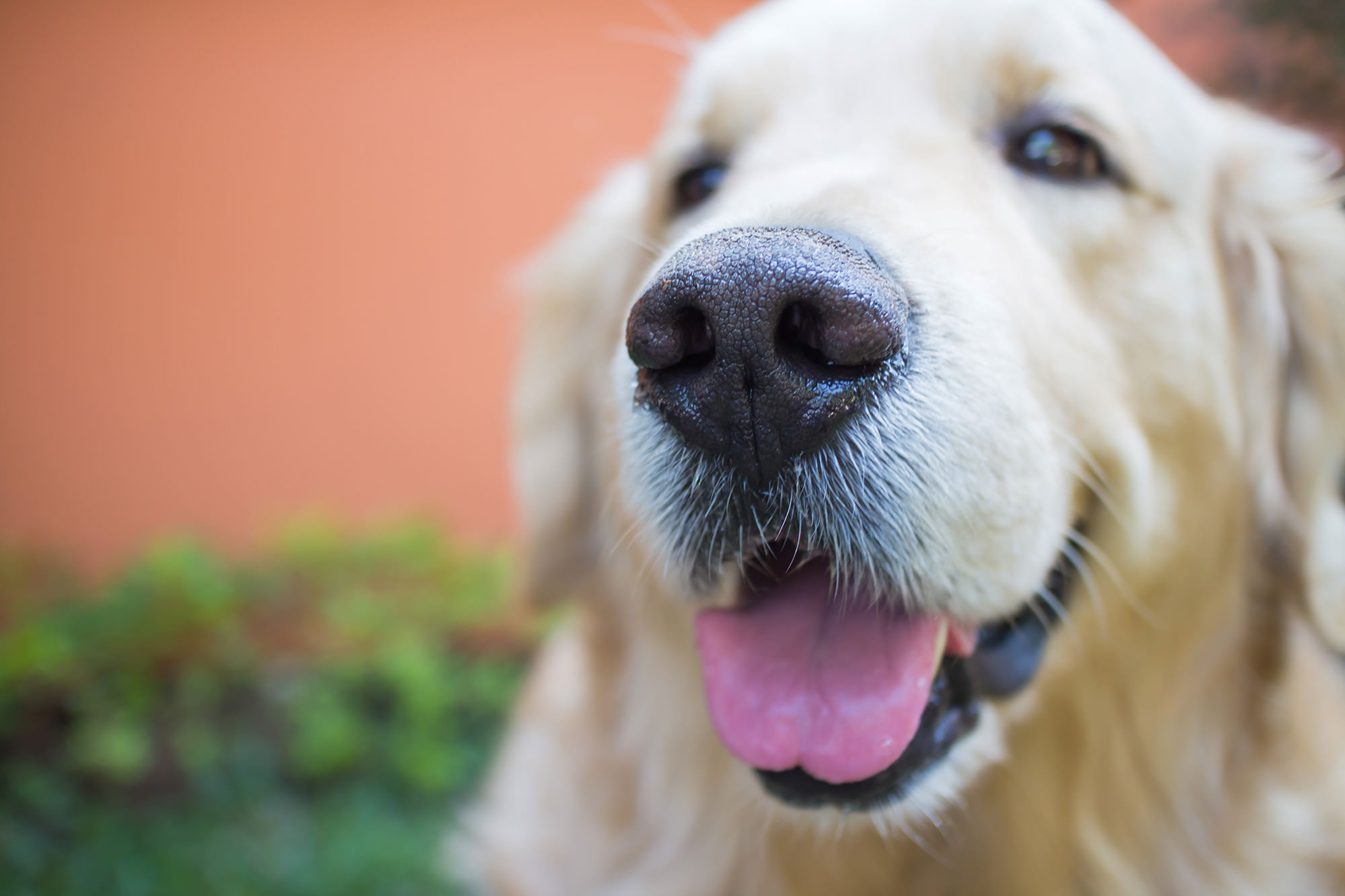 Golden retriever dog