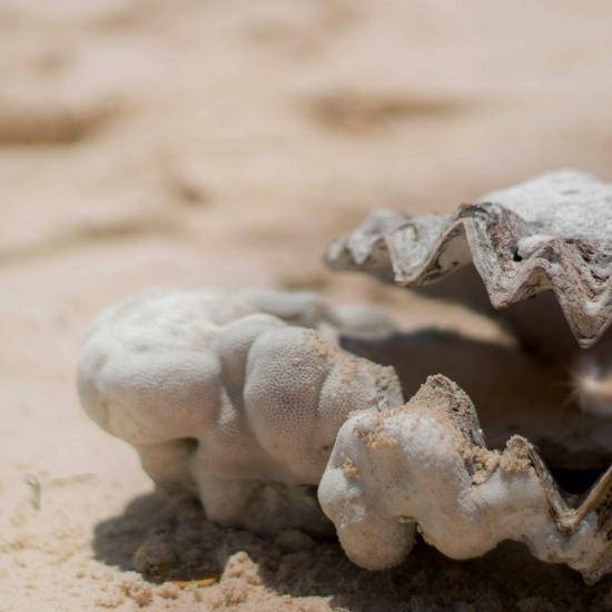 Pearl in an oyster shell