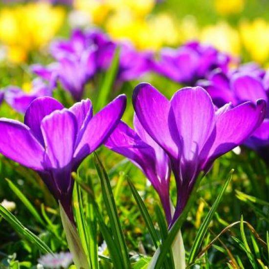 Crocuses