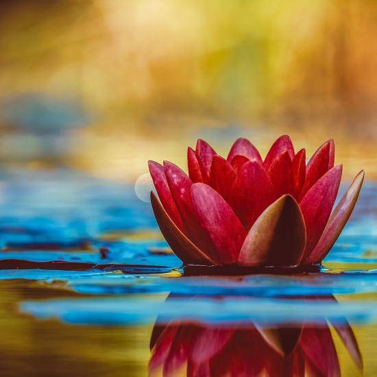 Waterlily