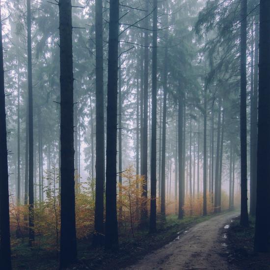 A forest path