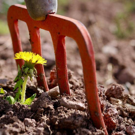 Image of a flower in the soil by jhfl from Pixabay