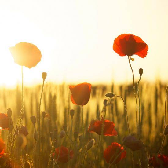 Image of red poppies in the sunlight by Dani Géza from Pixabay
