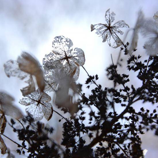 Photo of hydrangea in winter by Laura Ockel on Unsplash