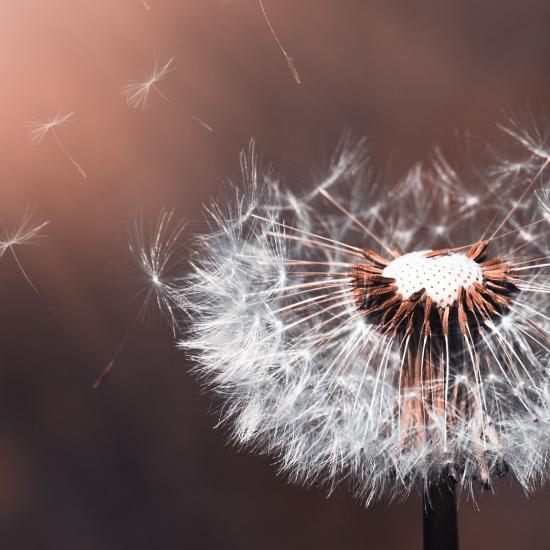 Dandelion head