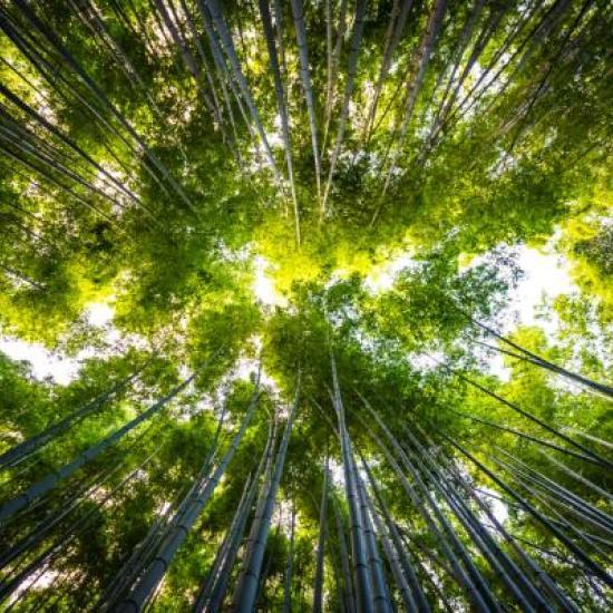 Bamboo grove forest