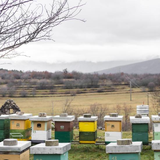 A collection of nine beehives in a field