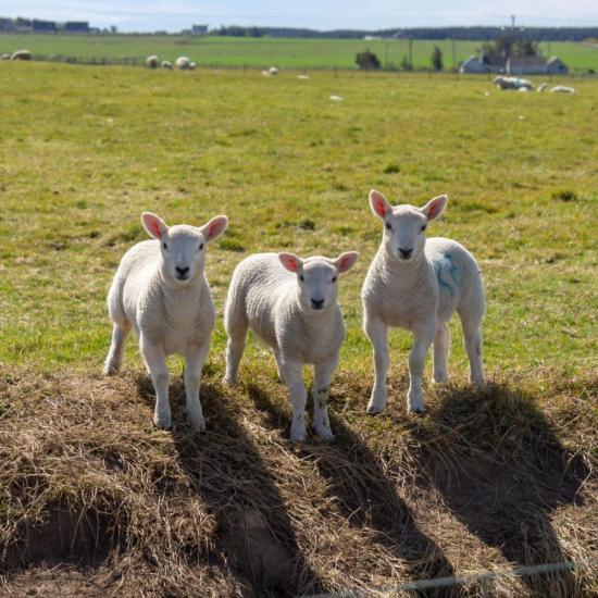 Three lambs in a spring field