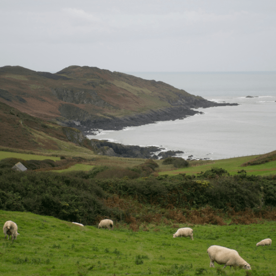 A coastal pasture with sheep