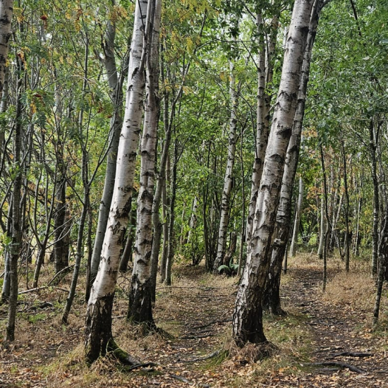 two woodland paths seperated by trees