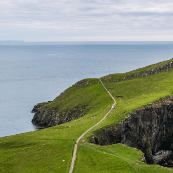 a coastal glade intersected by a light pebble path