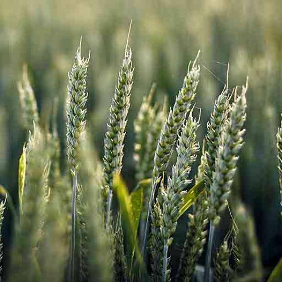 Fields of barley