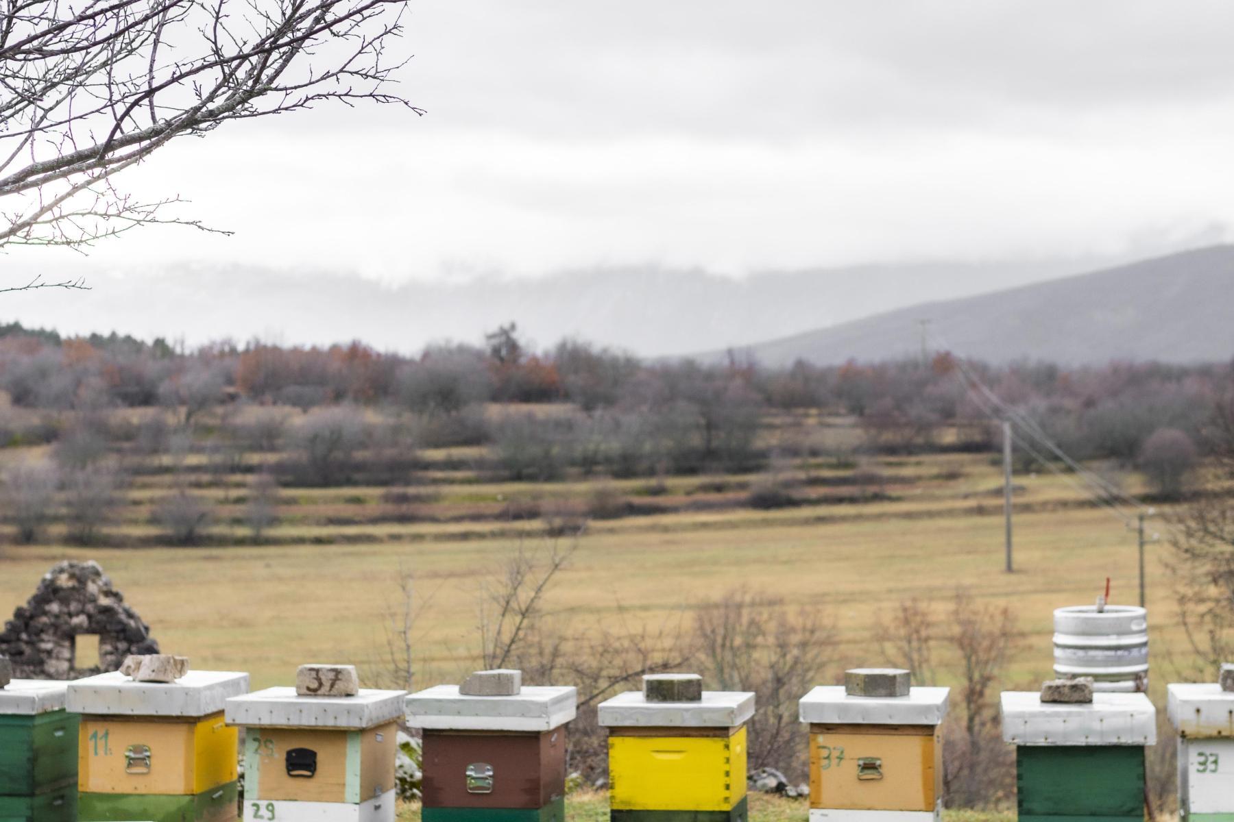 A collection of nine beehives in a field
