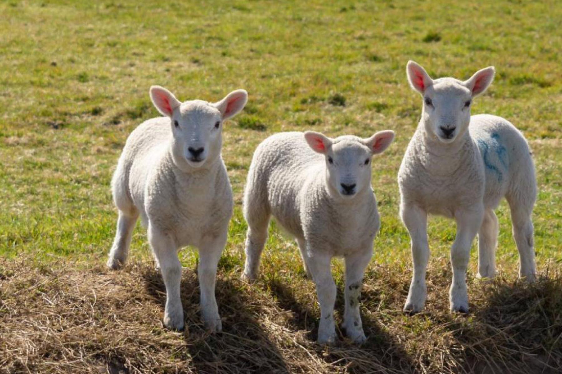 Three lambs in a spring field