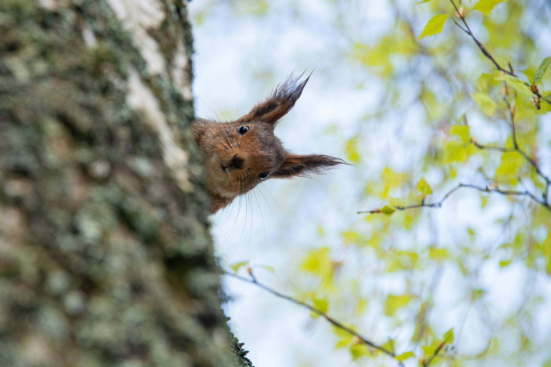 A squirrel looking curious from behind a tree