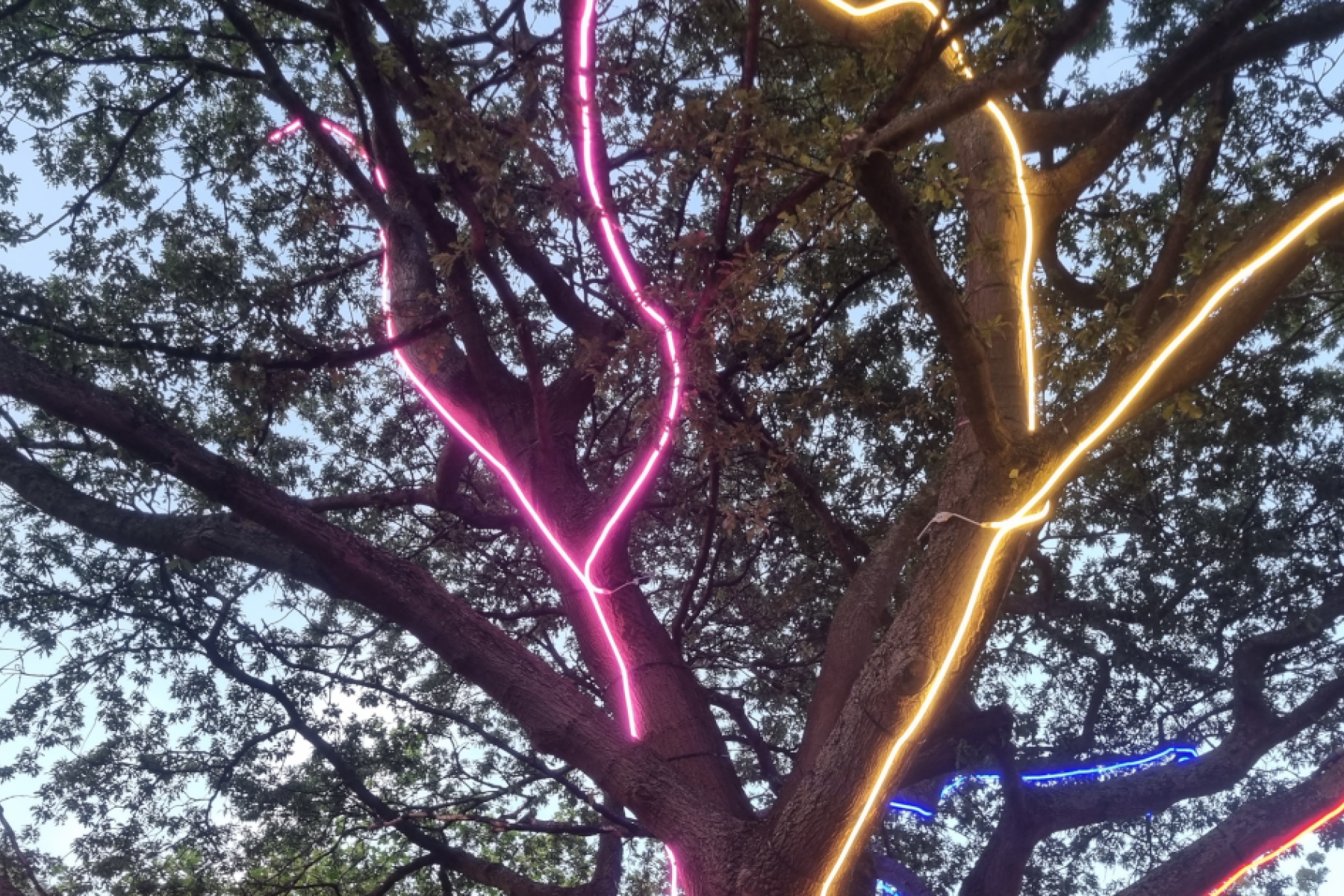 a tree with colourful strip lights running along the branches