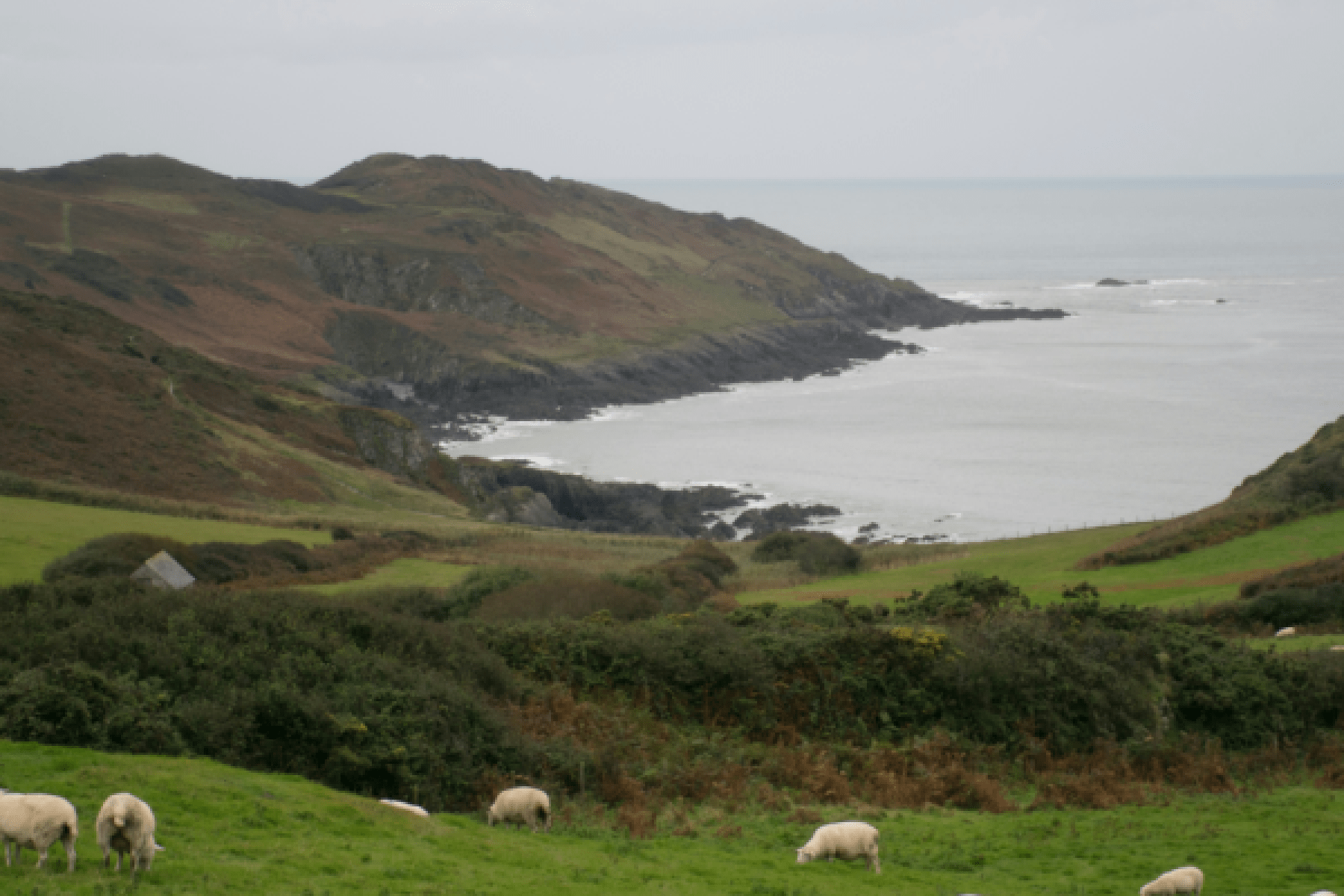A coastal pasture with sheep