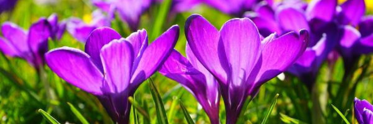 Crocuses