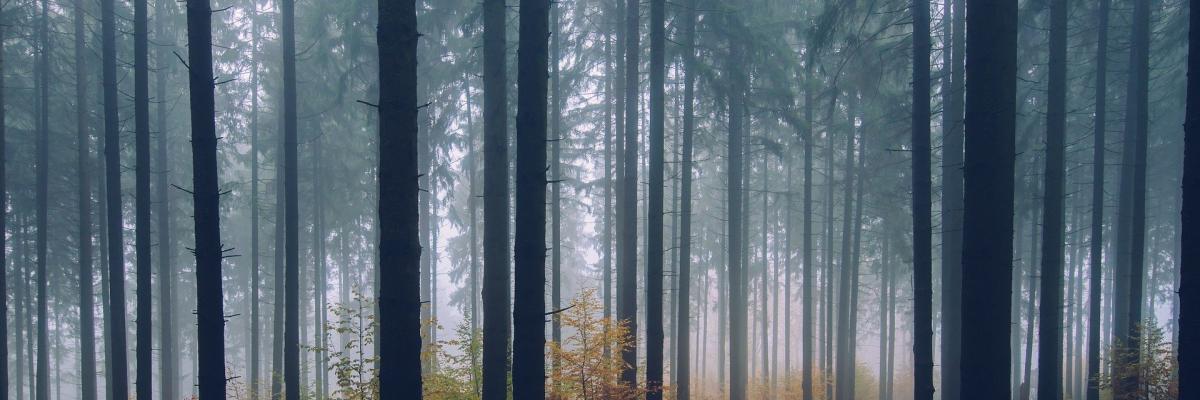 A forest path