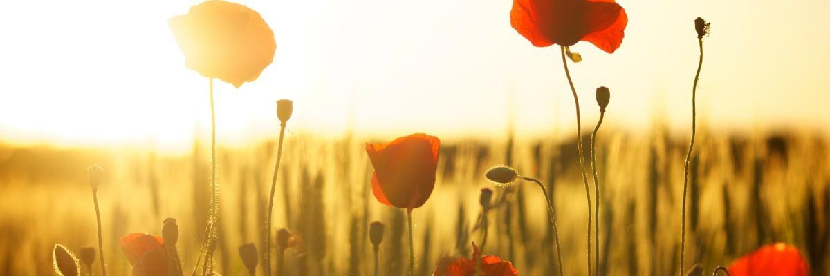 Image of red poppies in the sunlight by Dani Géza from Pixabay 