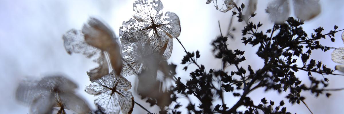 Photo of hydrangea in winter by Laura Ockel on Unsplash