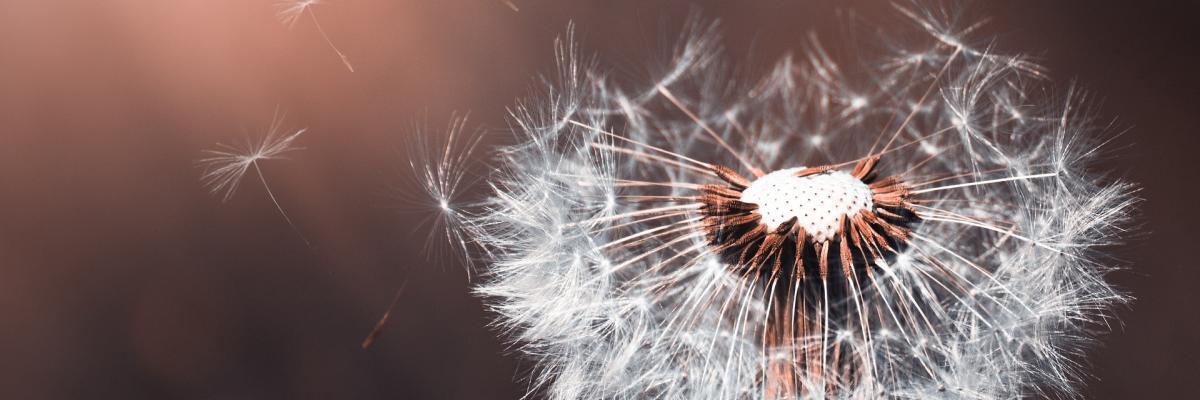 Dandelion head