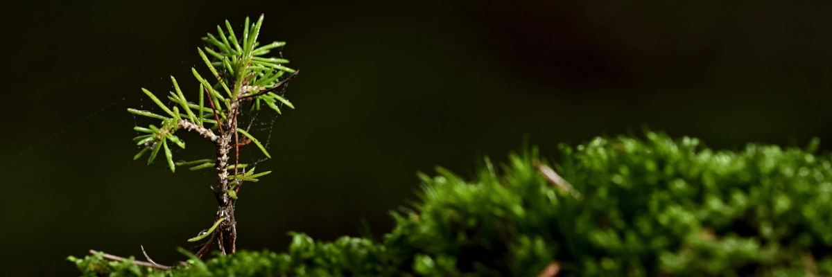 a seedling sprouting from moss