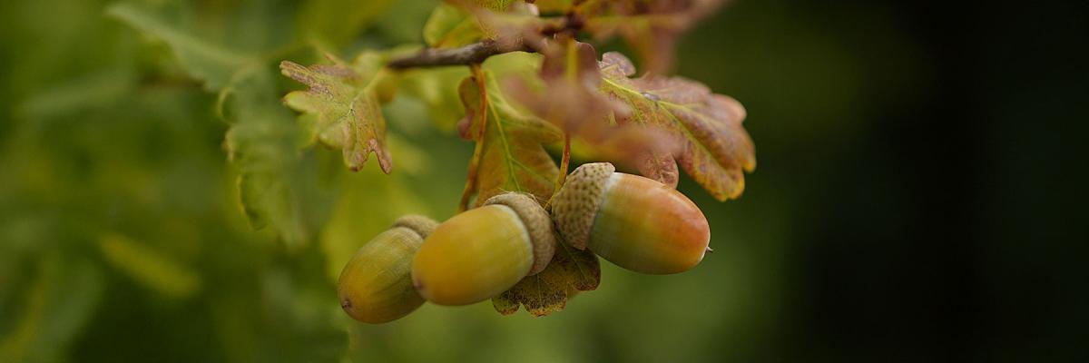 from acorns to trees
