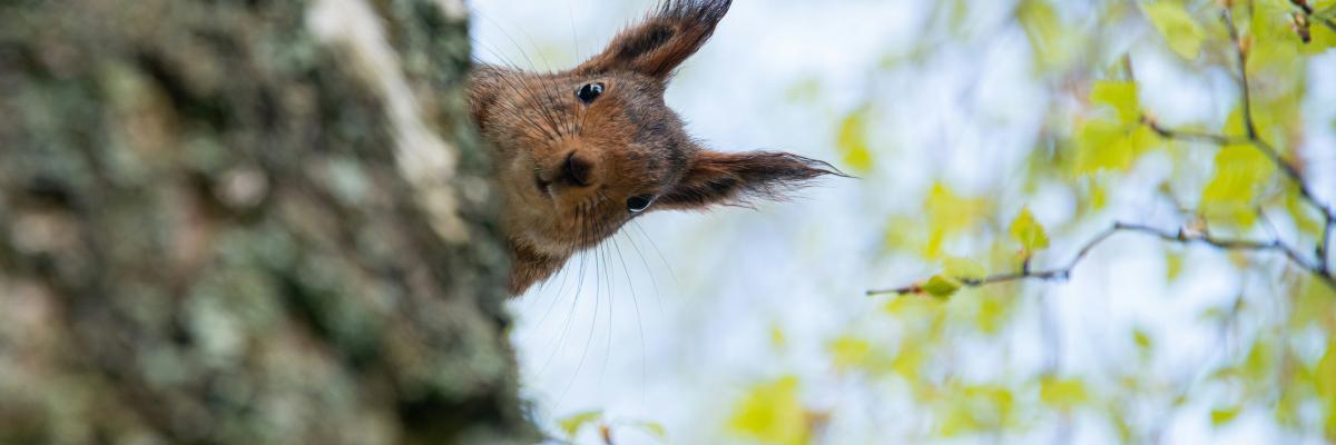 A squirrel looking curious from behind a tree