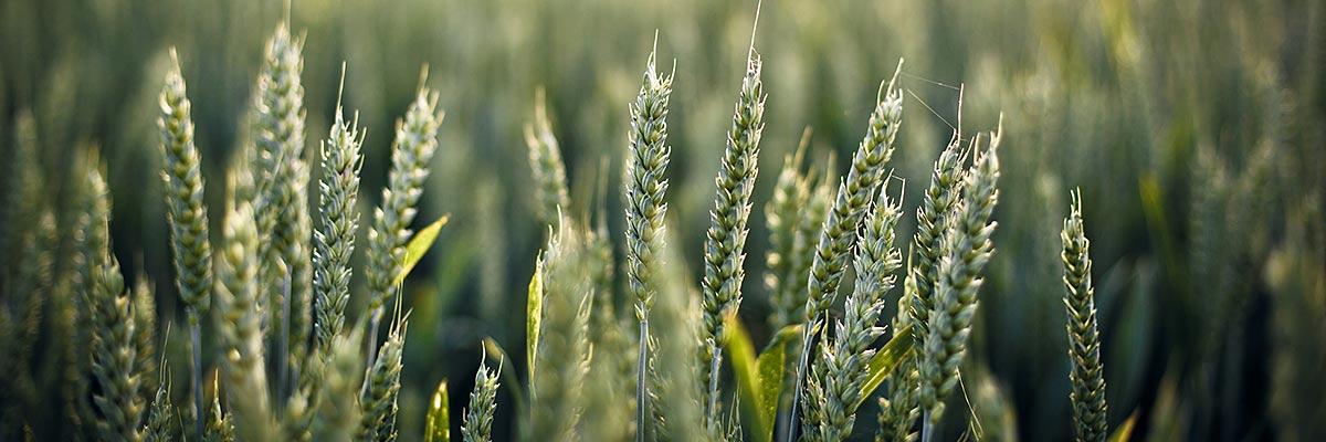 Fields of barley