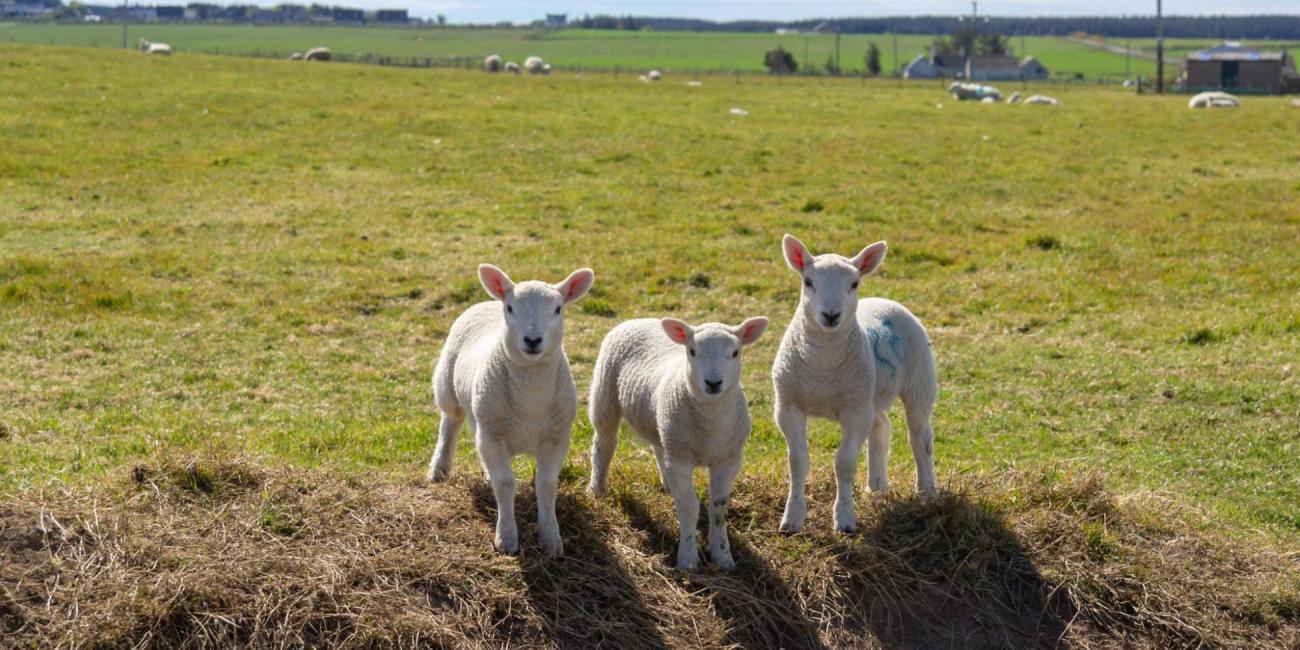 Three lambs in a spring field