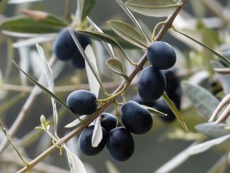 Olive branches Olive branches