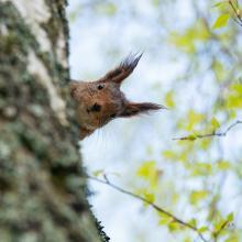A squirrel looking curious from behind a tree
