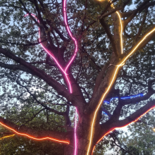a tree with colourful strip lights running along the branches