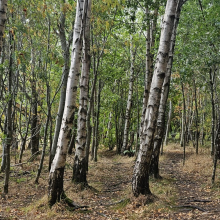 two woodland paths seperated by trees